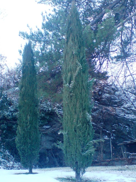 Cipressi al parco Fontaine Saint-Ours