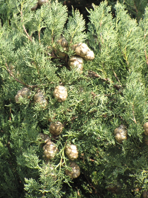 Particolare su foglie e frutti di cipresso